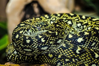 Yellow and Black Snake