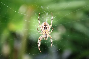 Yellow and Black Spider on Web