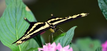 Yellow and Black Swallowtail Butterfly on Flower