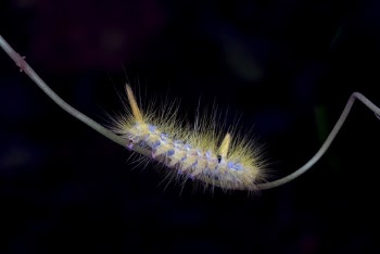 Yellow and blue Moth Caterpillar