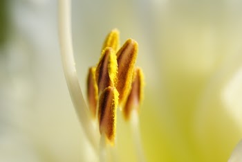 Yellow and Brown Bud Flower