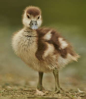 Yellow and Brown Duckling Selective Focus Photography