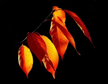 Yellow and Brown Leaved