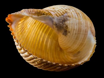 Yellow and Brown Sea Shell
