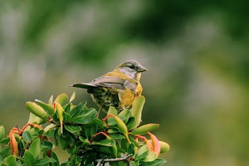 yellow and gray bird on green leaf plant