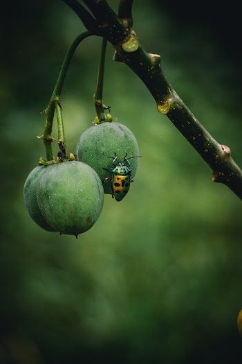 Yellow and Green Bug on Green Fruit
