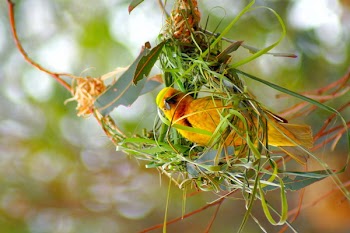 Yellow and Green Building Nest