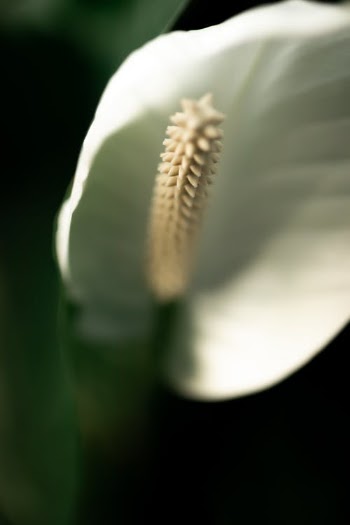 Yellow and Green Flower Bud · Free Stock Photo
