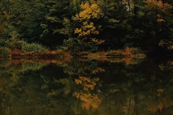 yellow and green forest landscape