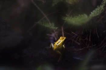 Yellow and Green Frog on Leaf