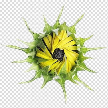 Yellow and green fruit illustration transparent background PNG clipart