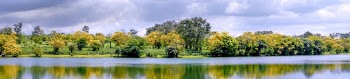 Yellow and Green Leaf Trees