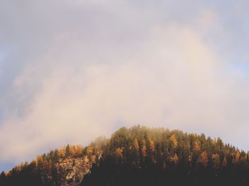 yellow and green leaf trees under white clouds at daytime