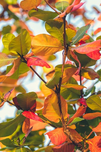 Yellow and Green Leafed Tree