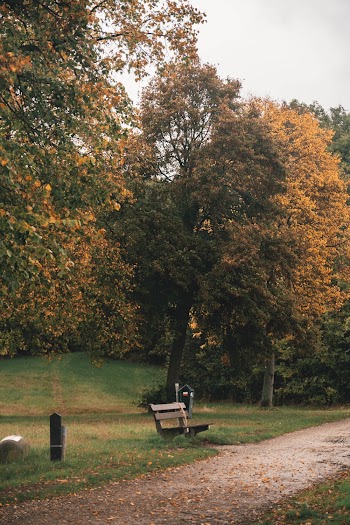 Yellow and Green Leafed Tree