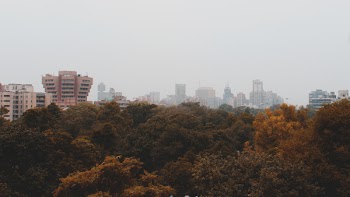 Yellow and Green Leafed Trees Under Cloudy Sky