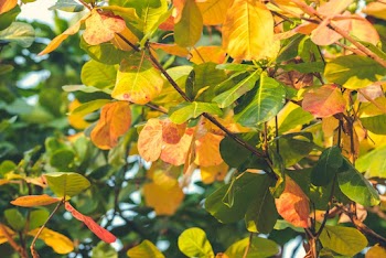 Yellow and Green Leaves