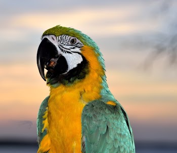 Yellow-and-green Macaw