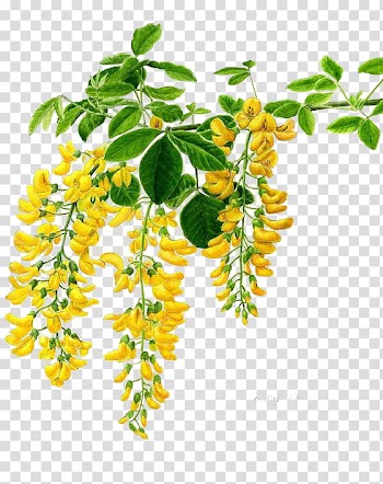 , yellow and green petaled flowers transparent background PNG clipart