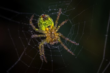 Yellow and Green Spider
