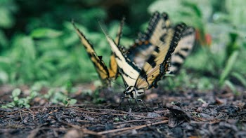Yellow and Orange Butterflies on Ground