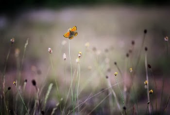 Yellow and Orange Butterfly