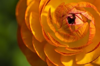 Yellow and Orange Flower Macro Photograph
