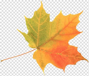 Yellow and orange maple leaf, Autumn leaf color Maple leaf , leaves watercolor transparent background PNG clipart