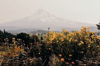 yellow and orange petaled flowers