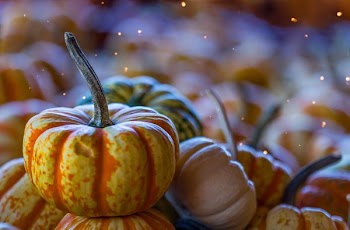 yellow and orange pumpkins