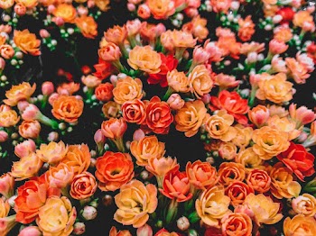 Yellow and Pink Flowers