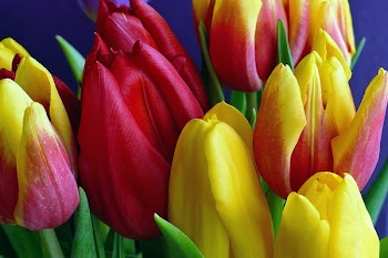 Yellow-and-pink Petaled Flowers