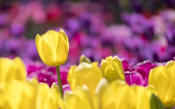 Yellow and Pink Tulip Field Selective-focus Photography