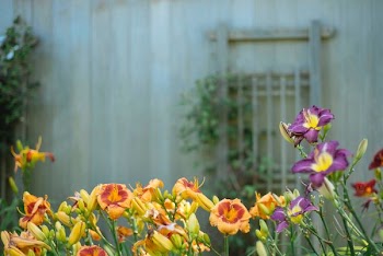 yellow and purple flowers in shallow focus shot