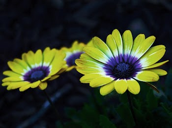 Yellow and Purple Petaled Flower