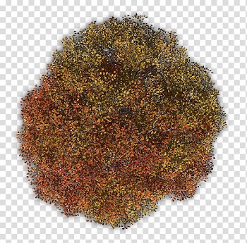 Yellow and red leafed plant illustration, Tree Trunk Forest Snag Branch, autumn transparent background PNG clipart