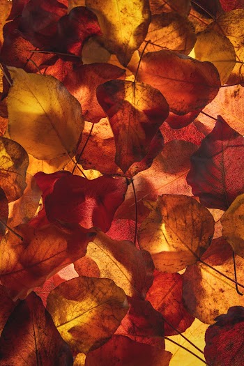 Yellow and Red Leaves