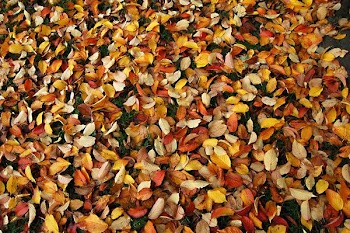 yellow and red leaves on grass field