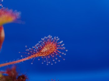 Yellow and Red Organism