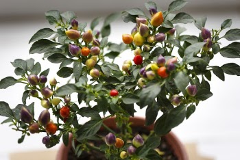 Yellow and Red Seeds