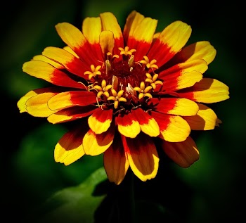 Yellow and Red Zinnia Flower Selective Focus Photography