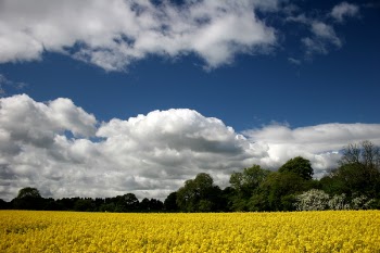yellow_and_sky.jpg