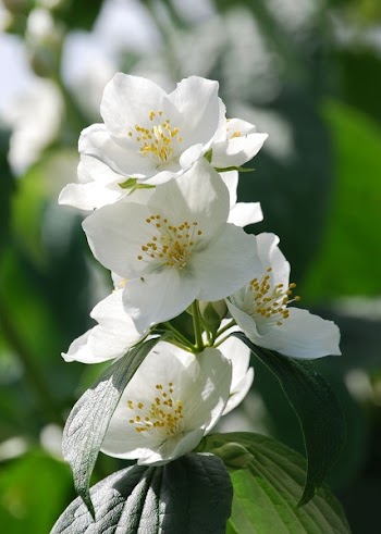 Yellow and White 4 Petaled Flower