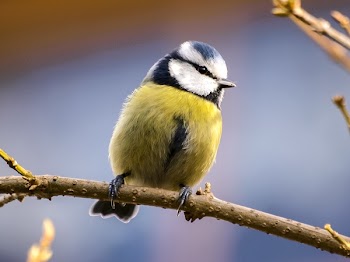 Yellow and White Bird
