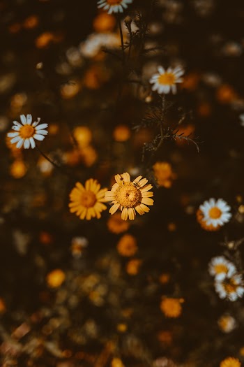Yellow and White Daisies
