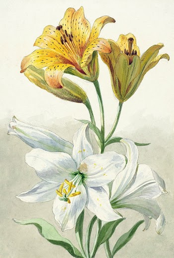 Yellow and White Lilies (ca. 1780) in high resolution by William van Leen. Original from The Rijksmuseum. Digitally enhanced by rawpixel.