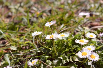 Yellow and White Petaled Flowers during Daytime