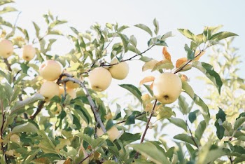 Yellow Apples