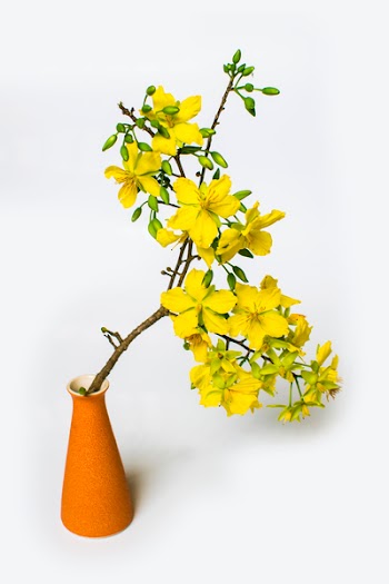 Yellow Apricot Flower in vase isolated on white background, traditional lunar new year in Vietnam