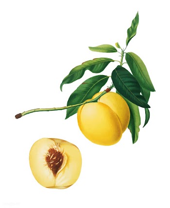 Yellow Apricot from Pomona Italiana (1817-183.. | Free stock vector - 488199